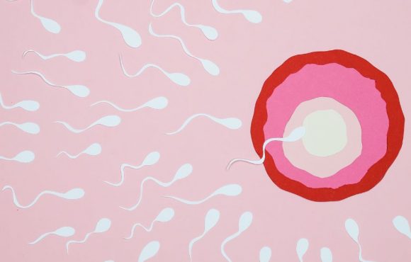 Perturbateurs endocriniens et fertilité
